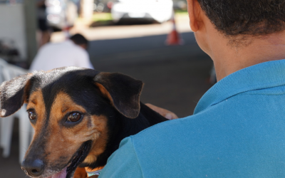 Sarandi recebe programa estadual de castração gratuita CastraPet-PR